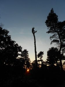 Will reducing storm damage Pinus sylvestris 18.1.2012 . Photo by Tony Garn