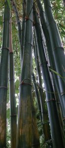Bambusa vulgaris.