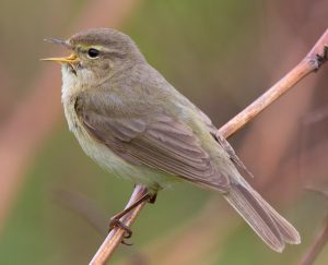 Chiffchaff by Andreas Trepte