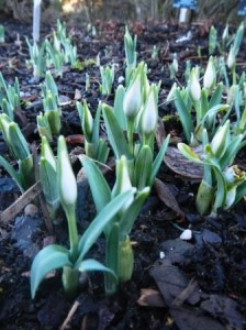 Flowers of Galanthus 'Ophelia' about to burst open