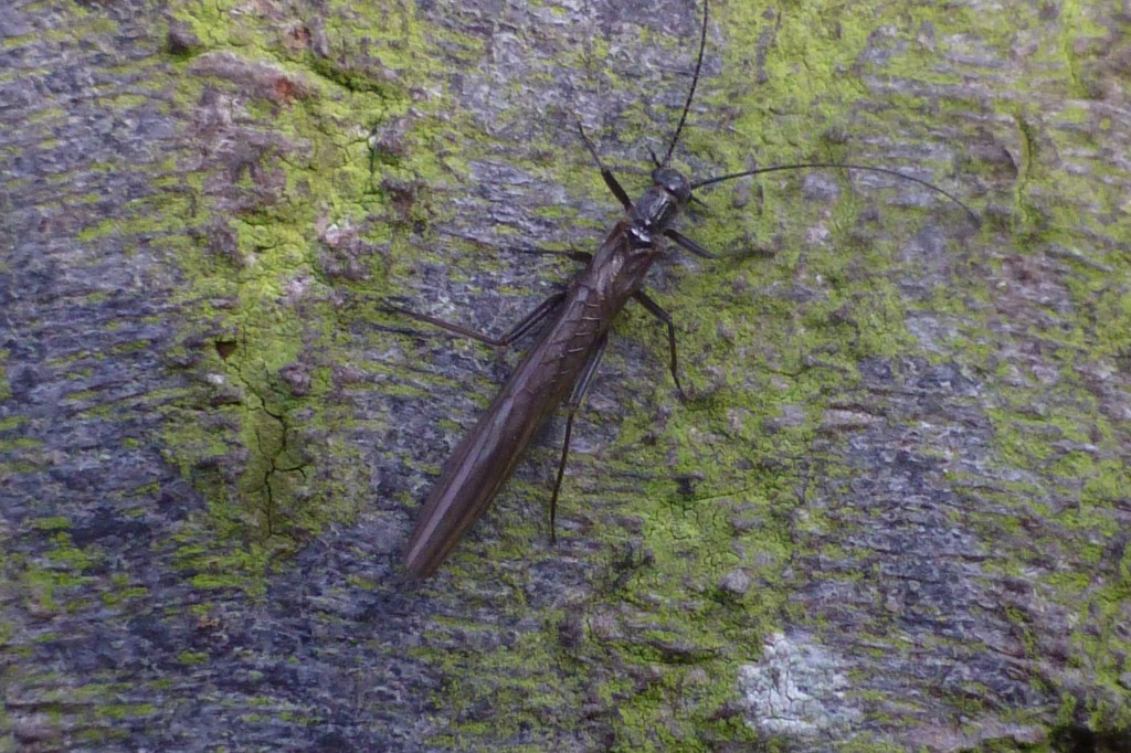 Stonefly Leuctra cf. fusca on bark of hornbeam tree, 14 January 2014