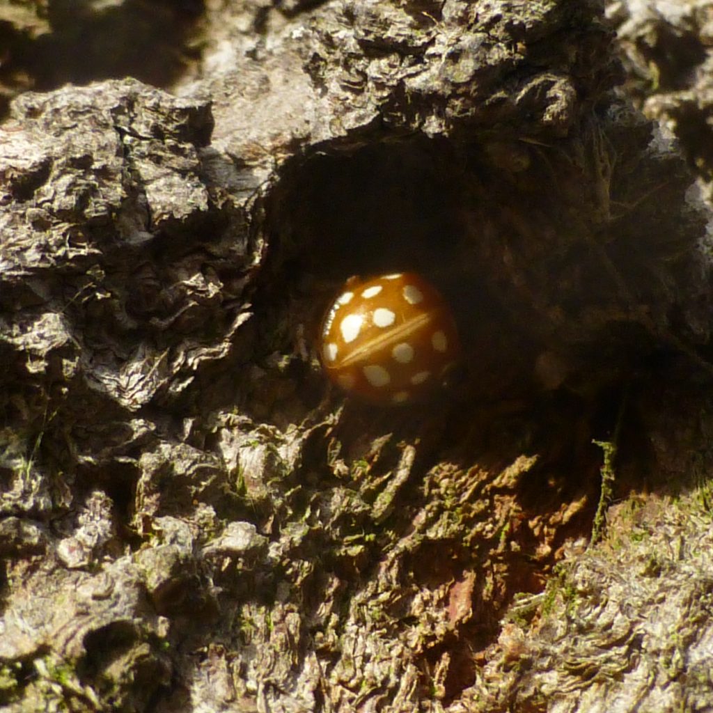 Orange Ladybird Halyzia sedecimguttata hibernating on bark of Acer tree, 22 January 2014