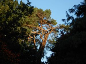 Red bark of Pinus sylvestris