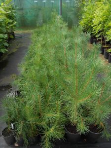 Young Pinus sylvestris plants