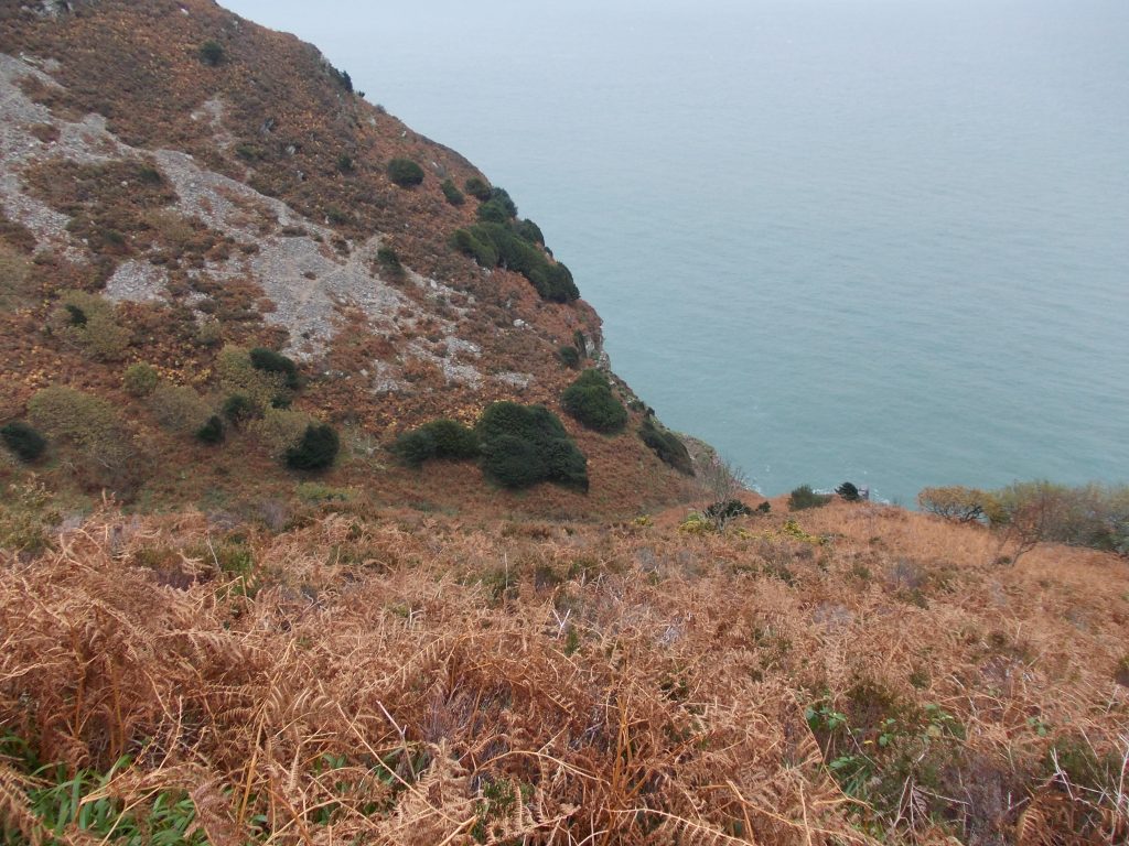 Refuge Taxus baccata population in Hollow Combe, North Devon, being pushed into the sea by grazing pressure. 