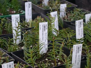Yew cuttings taken from heritage trees