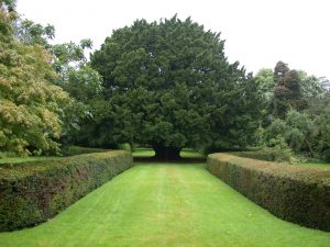 Ancient yew at Dundonnell House