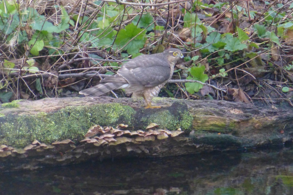 Female Sparrowhawk on log, Chinese Hillside 6 February 2014