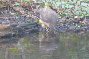 Female Sparrowhawk drinking, Chinese Hillside Pond, 6 February