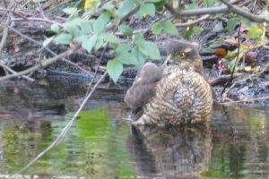 Female Sparrowhawk - end of a long bath!