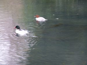 Drake and duck Goosanders on Pond 13 Feb 2014