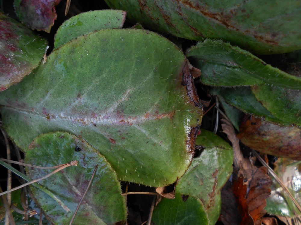 Chrysoplenium maesphyllum hairy leaves