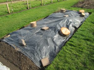 Warming the soil with black plastic