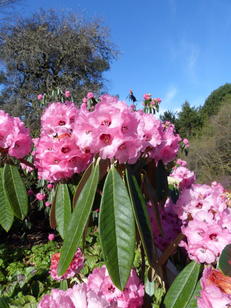 Rhododendron lanigerum 1929.1008 F