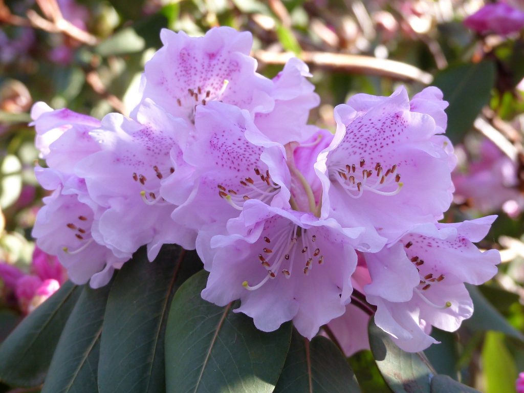 Rhododendron oreodoxa var fargesii 1969.8565 A