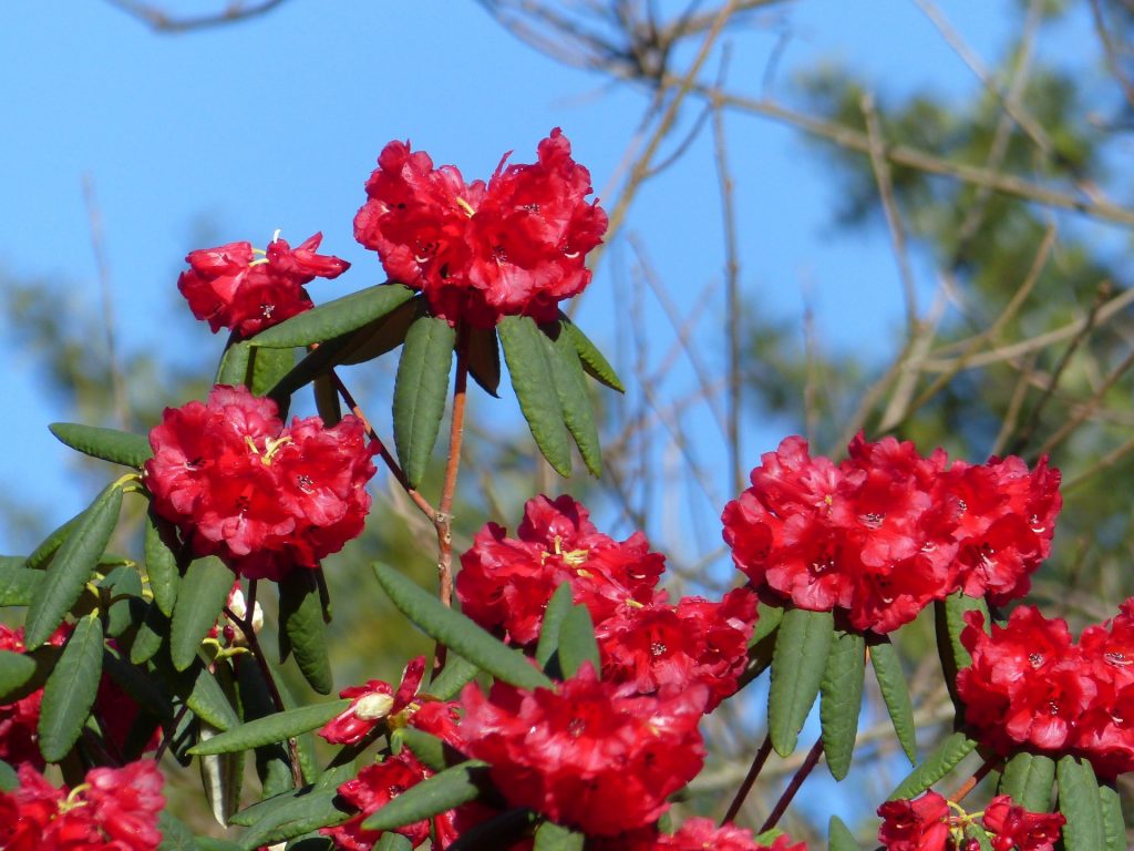 Rhododendron sperabile var weihsiense 1971.5016 A 