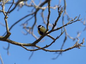 Male great tit. Spotted in a Castanea sativa