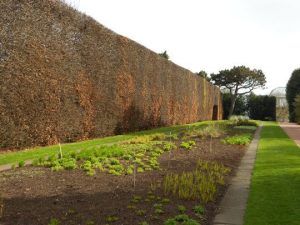 Beech hedge into growth