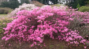 Rhododendron (Azalea) albrechtii