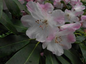Rhododendron vernicosum 