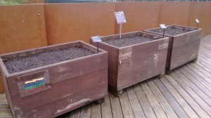 The carrot trial on the decking at the John Hope Gateway Building just after sowing on 22nd April 2014.