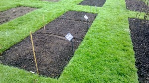 Cabbage trial sown on 29th April in the Demonstration Garden adjacent to the Queen Mother's Memorial Garden.