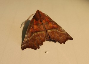 Herald moth.
