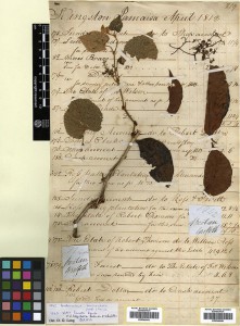 William Griffith Specimens from Bhutan collected 1837/8. Vitis heyneana and Parthenocissus semicordata.