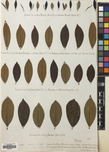 Demonstrating the different grades of Tea. Specimen collected by Sir John Robison, 1841 on the Dinjoy [tea] Plantation, Assam, India