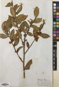 Camellia sinensis. Collected on Government plantations in 1849 by W. Jameson. Kumaon, and Deyrah Dhoon, Saharunpore