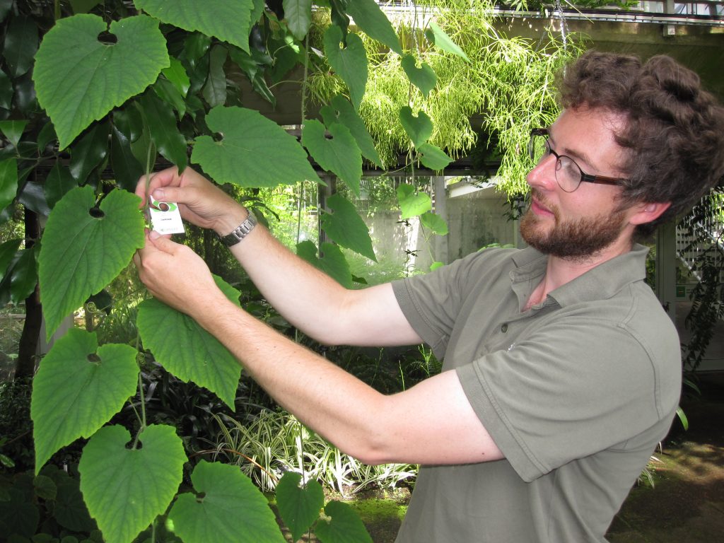 David adding more biological control in the public glasshouses at the Royal Botanic Garden Edinburgh.