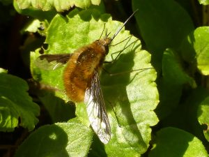 Greater Bee-fly Bombylius major, 14 April 2014. Note the very long proboscis sticking out from the head!