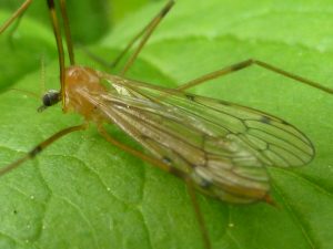 Cranefly Limonia phragmitidis (8 May). Photo Robert Mill