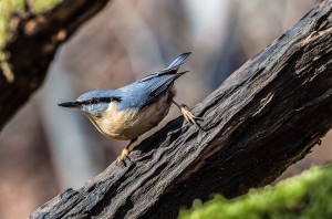 Eurasian Nuthatch (Sitta europaea). Source Wikipedia, uploaded to Commons on 13 March 2014 by Snowmanradio.