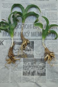 Herbarium specimen of Iris