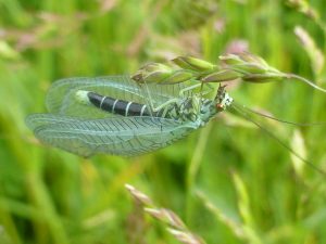 Lacewing Chrysopa perla in Ecological Meadow, 6 June 2014. Photo Robert Mill.