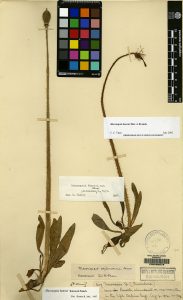 Specimen of Meconopsis henrici
