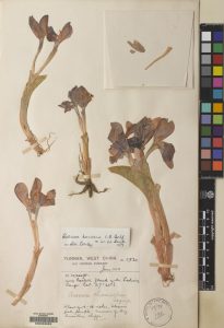 One of the herbarium specimens of the ginger that became known as Roscoea humeana, collected by George Forrest in 1910.