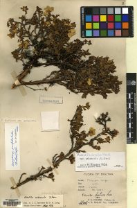 Specimen of Dasiphora fruticosa
