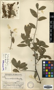 Specimen of Quercus cocciferoides