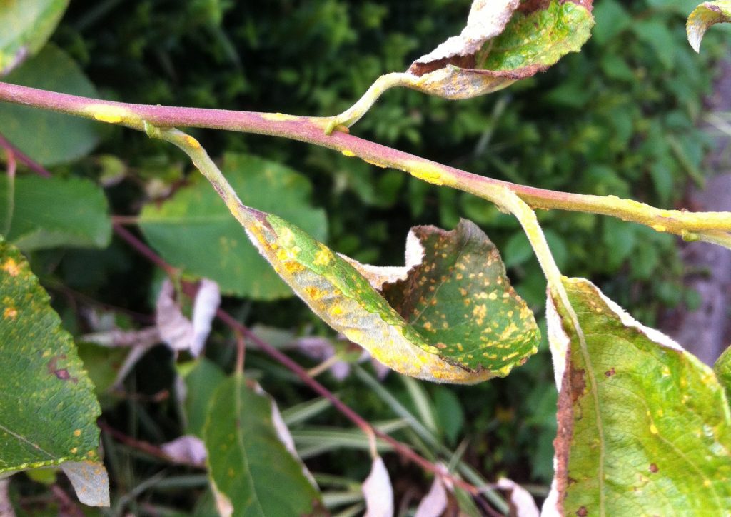 Rust fungi infection on goat willow.