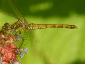 Black Darter dragonfly, by Pond, 23 July 2014. Photo Robert Mill.
