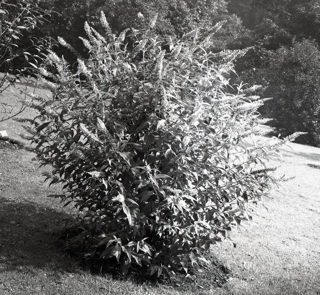Buddleia fallowiana in flower at RBGE in 1928, from our glass plate negative collection.