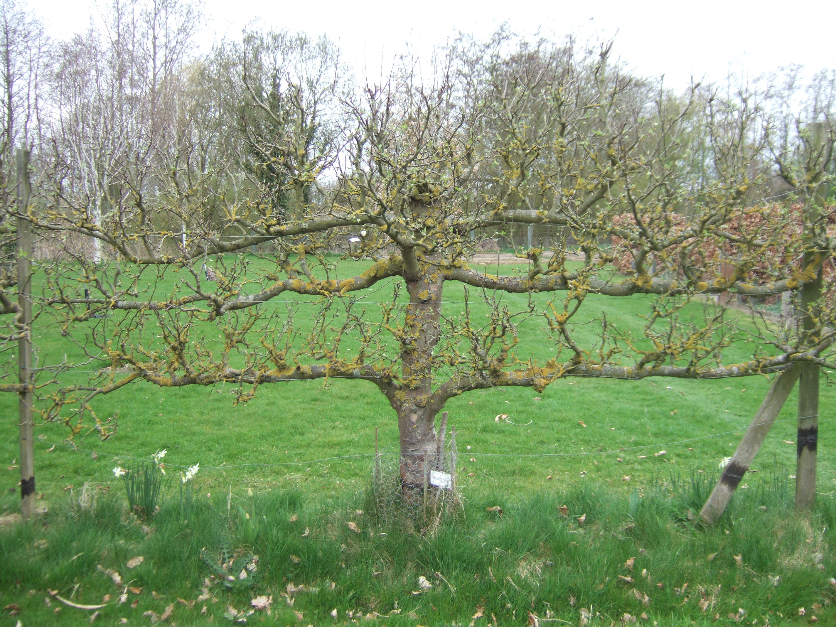 pruning espalier fruit trees – Botanics Stories