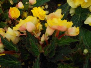 Begonia 'Non Stop Yellow'