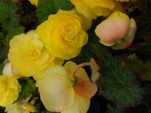 Begonia 'Non Stop Yellow'