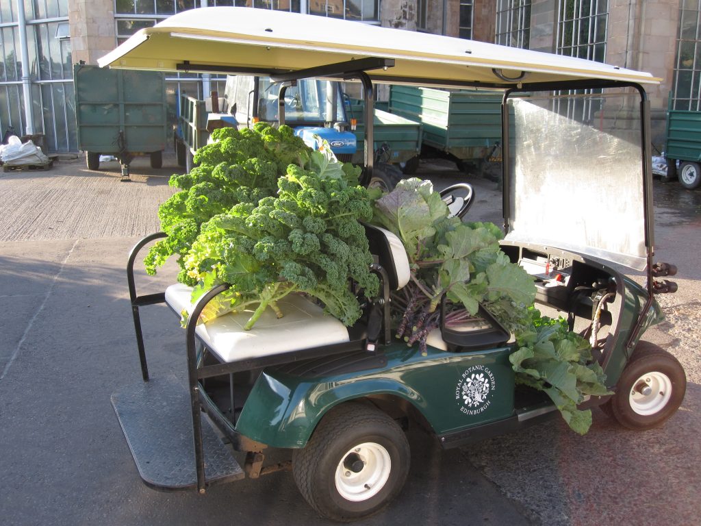 The Botanics buggy gets pressed into service to transport the crop for weighing.