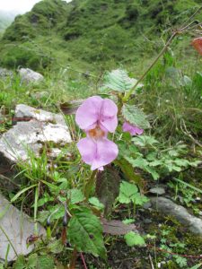 Imptiens glandulifera, Himalayan Balsam. Possibly becoming and invasive weed in Nepal. Flora of Nepal 2014
