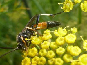 Mimesa equestris, a solitary wasp, on Fennel, 5 August