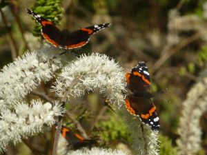 Red Admirals on Cimicifuga, 24 September